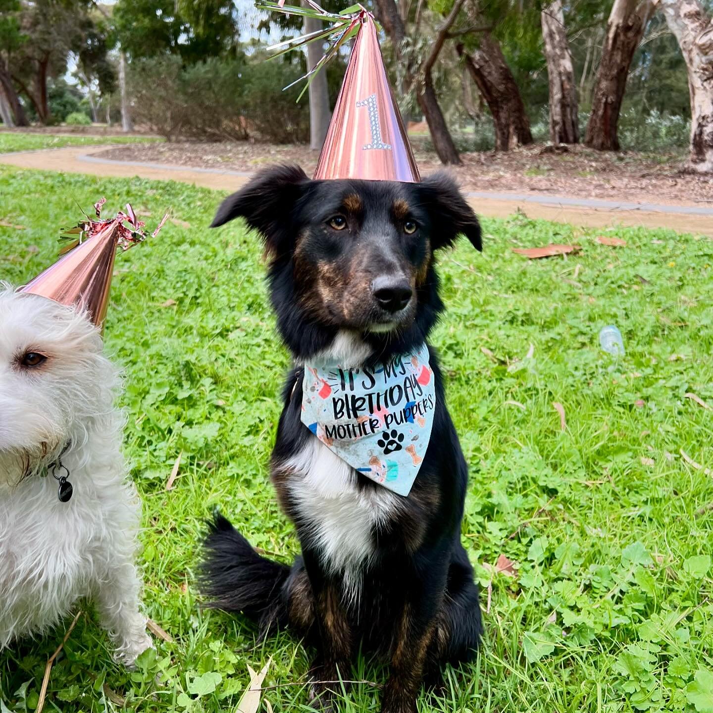 Yesterday morning was spent celebrating Billie&rsquo;s first year of ball thieving, hole digging, rabbit rounding, food inhaling, snuggle loving life 🐶
Life&rsquo;s short. It felt nice to get loved ones together (pup and human!) and make a fuss, no